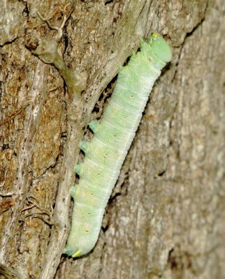 White-Dotted Prominent Moth