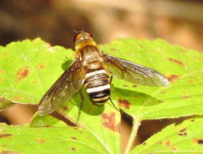 Bee Fly Species