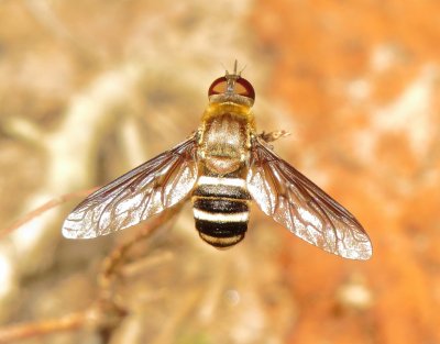 Bee Fly Species