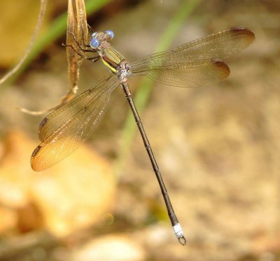 Great Spreadwing