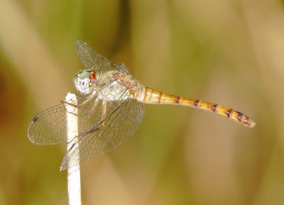 Blue-Faced Meadowhawk