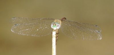 Blue-Faced Meadowhawk