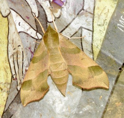 Virginia Creeper Sphinx Moth