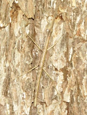 Stick Insect Species