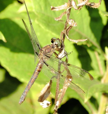 Great Blue Skimmer