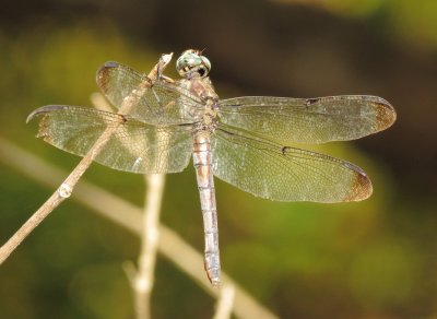 Great Blue Skimmer