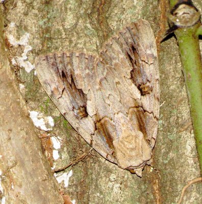 Sweetheart Underwing