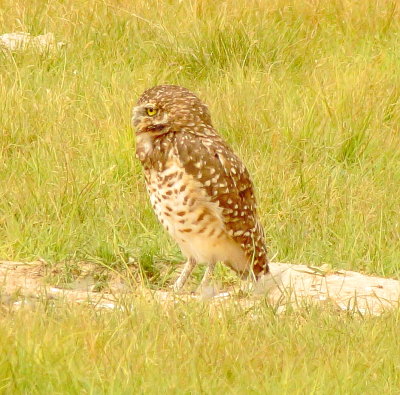 Burrowing Owl