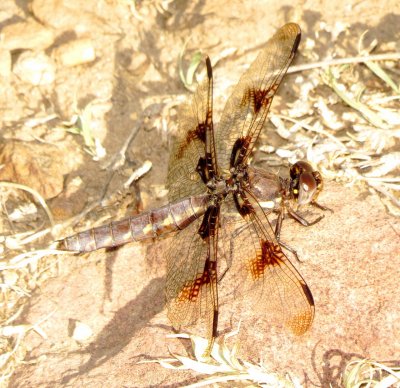 Common Whitetail