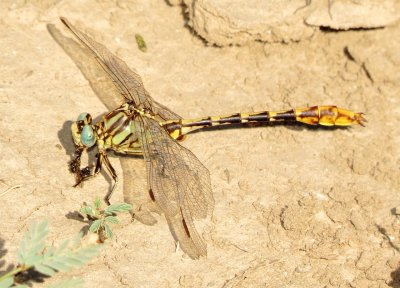 Sulphur-Tipped Clubtail