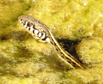 Plains Garter Snake