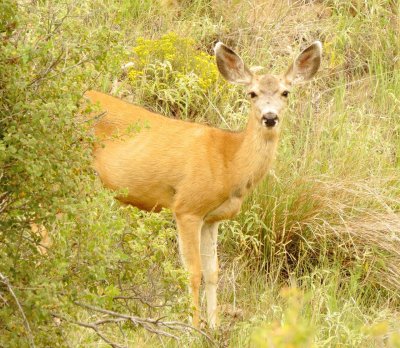 Mule Deer