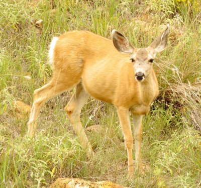 Mule Deer
