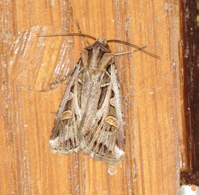 Dingy Cutworm Moth
