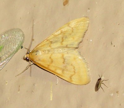 Hahncappsia Pergivalis