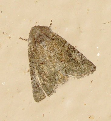 Unidentified Moth