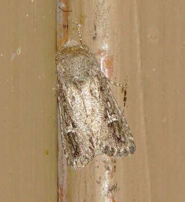 Unidentified Moth