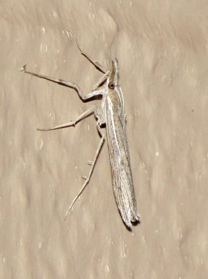 Grass-Veneer Moth Species