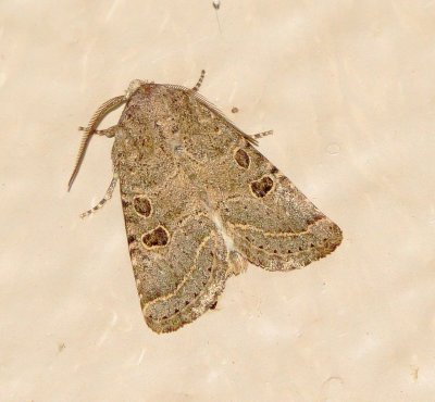 Unidentified Moth