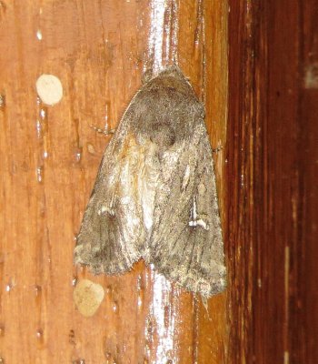 Unidentified Moth