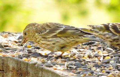 Pine Siskin