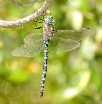 Paddle-Tailed Darner