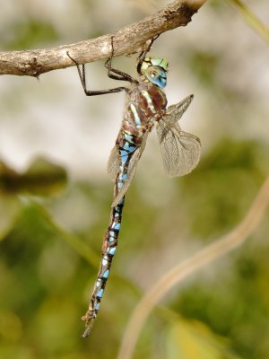 Paddle-Tailed Darner