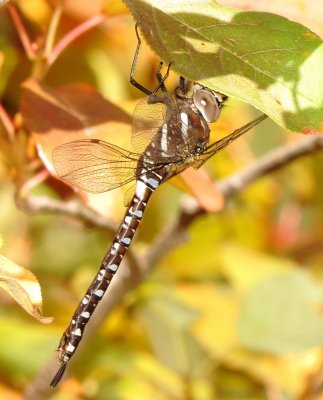 Paddle-Tailed Darner