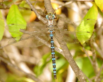 Paddle-Tailed Darner
