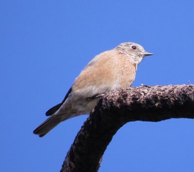 Western Bluebird