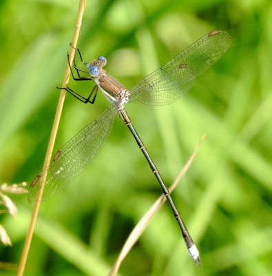 Great Spreadwing