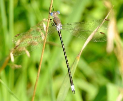 Great Spreadwing