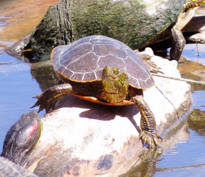 Painted Turtle