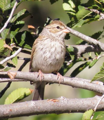 Chipping Sparrow