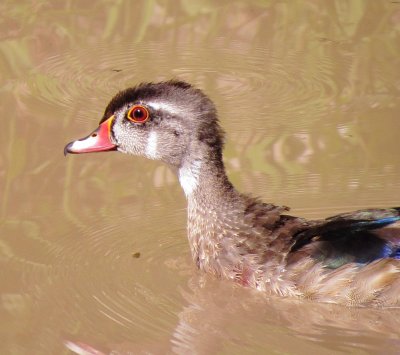 Wood Duck