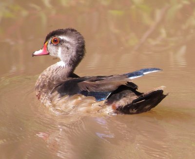 Wood Duck