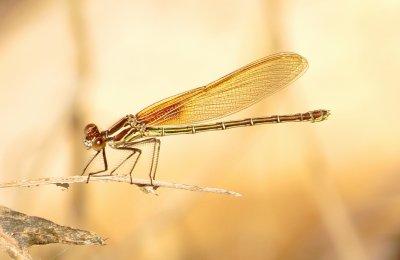 American Rubyspot