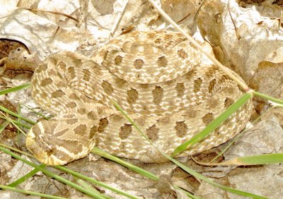 Plains Hognose Snake