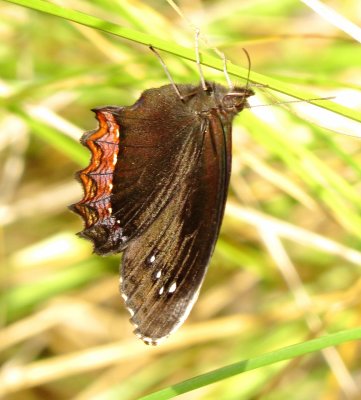 Red-Bordered Satyr