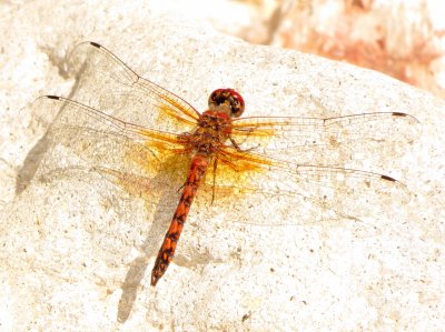 Red Rock Skimmer