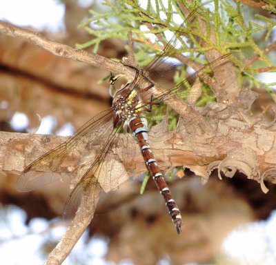 Persephone's Darner