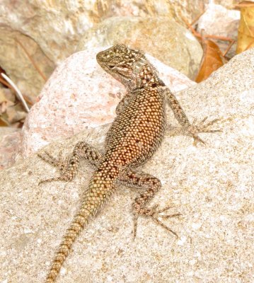 Yarrow's Spiny Lizard