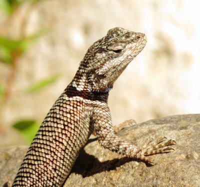 Yarrows Spiny Lizard