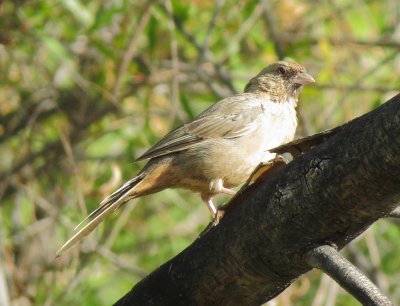 Abert's Towhee