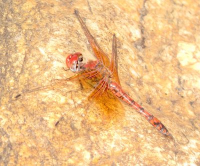Red Rock Skimmer