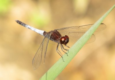 Plateau Dragonlet