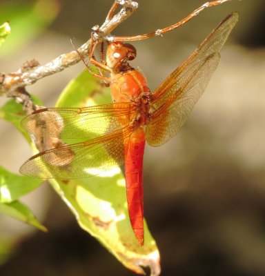 Neon Skimmer