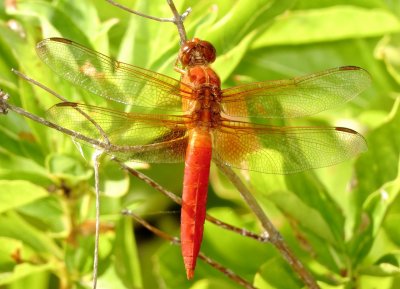 Neon Skimmer