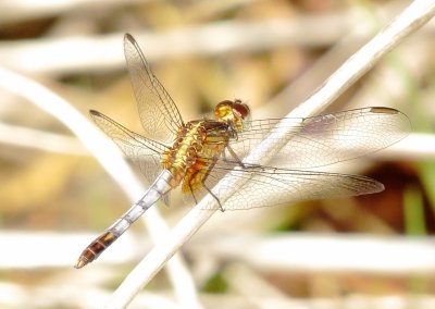 Plateau Dragonlet