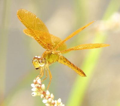 Mexican Amberwing